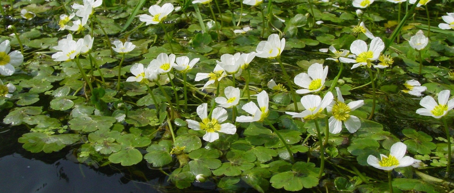 Makrophyten