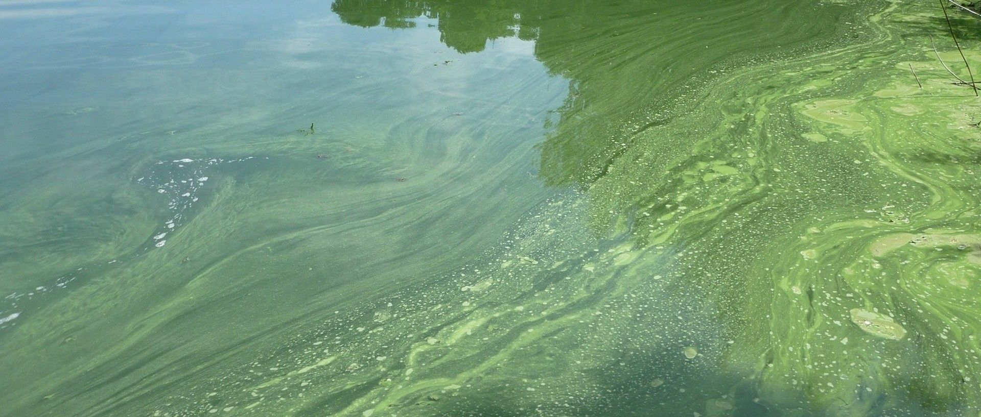 Blaualgen